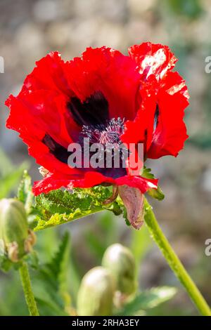 Coquelicot « Beauty of Livermere » Banque D'Images