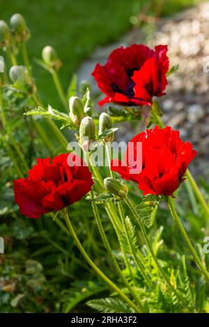 Coquelicot « Beauty of Livermere » Banque D'Images