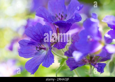 Fleur de géranium bleu dans un jardin écossais Banque D'Images