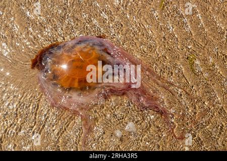 Méduse dans les eaux peu profondes d'une plage de Fife Ecosse Banque D'Images