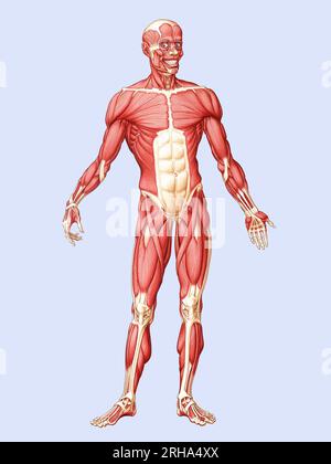 Illustration médicale des muscles humains Banque D'Images
