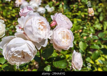 Grappe de roses floribunda rose pâle fleur en forme de coupelle dans un jardin. Banque D'Images