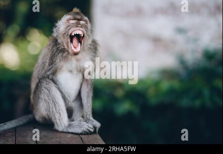 Gros plan d'un drôle de singe bâillonnant. Macaque assis avec la bouche ouverte dans la forêt de singes sacrés Banque D'Images