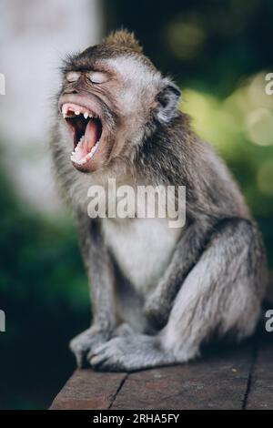 Gros plan d'un drôle de singe bâillonnant. Macaque assis avec la bouche ouverte dans la forêt de singes sacrés Banque D'Images