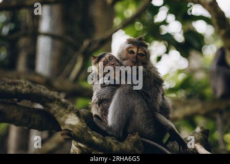 Plan rapproché de deux singes drôles embrassant. Macaques dans la forêt de singes sacrés d'ubud Banque D'Images