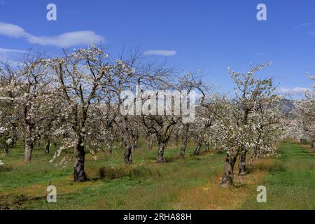 Cerisiers fleurissant en avril, département du Vaucluse, Provence, France Banque D'Images