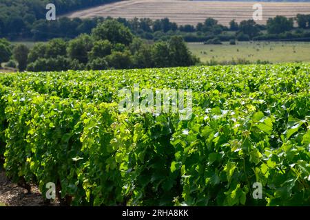 Vignobles de l'appellation Pouilly-fume, élaboration de vin blanc sec à partir de raisins sauvignon blanc poussant sur différents types de sols, France Banque D'Images