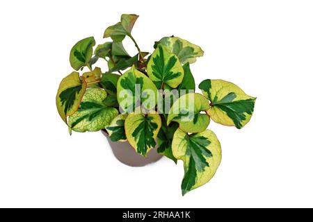 Plante multicolore 'Houttuynia cordata Chameleon' en pot de fleurs sur fond blanc Banque D'Images