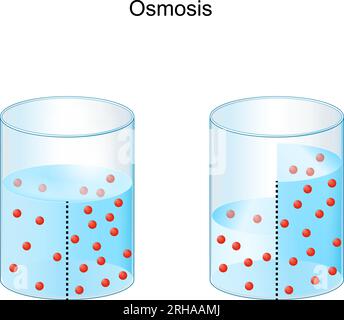 Osmose. Expérimentez avec de l'eau et une membrane semi-perméable. Illustration vectorielle Illustration de Vecteur