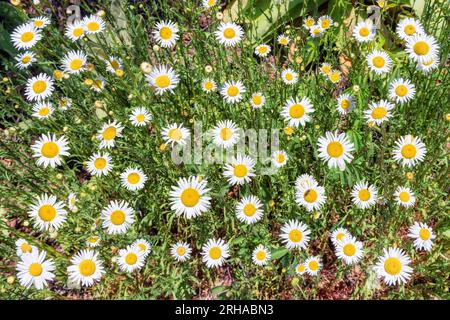 Camomilles blanches sur herbe verte Banque D'Images