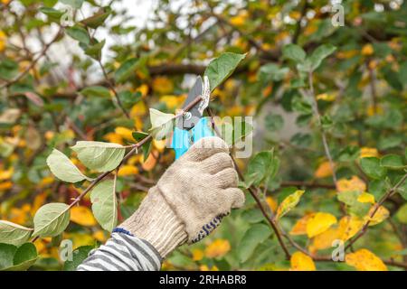 Élagage des arbres fruitiers. Ciseaux de jardin. Couper des branches d'arbre avec une paire de ciseaux de jardin est une tâche courante pour un jardinier Banque D'Images