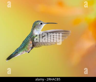 Colibri à queue large en vol, femelle ou mâle immature Banque D'Images