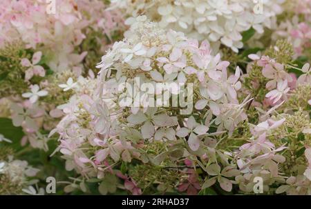 Gros plan de la tête fleurie de l'arbuste de jardin vivace hortensia paniculata fantôme devenant rose. Banque D'Images
