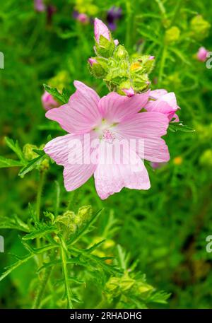 Vue rapprochée des fleurs de mauve également connues sous le nom de Malva un genre de plantes herbacées annuelles, biennales et pérennes de la famille des Malvaceae. Banque D'Images