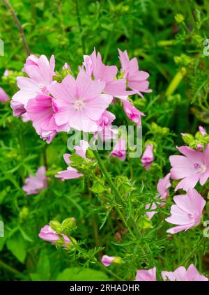 Vue rapprochée des fleurs de mauve également connues sous le nom de Malva un genre de plantes herbacées annuelles, biennales et pérennes de la famille des Malvaceae. Banque D'Images