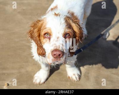 Travail Clumber Spaniel Puppy sur North Yorkshire Beach Banque D'Images