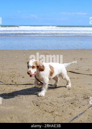 Travail Clumber Spaniel Puppy sur North Yorkshire Beach Banque D'Images