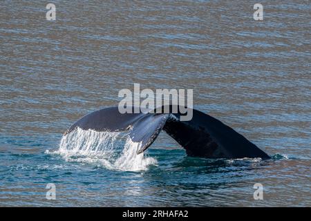 Groenland occidental, baie de Baffin, fjord d'Uummannaq. Baleine à bosse. Banque D'Images