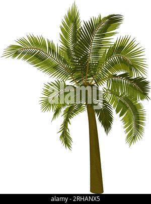 Palmier droit de noix de coco. Illustration vectorielle de tronc de palmier, feuillage, branches, feuilles. Image d'arbre tropical dans le vecteur. Illustration de Vecteur