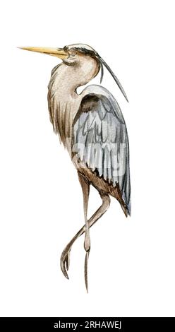 Aquarelle dessinée à la main héron oiseau. Illustration à l'aquarelle d'un animal sauvage. Parfait pour invitation de mariage, carte de voeux, affiches. Banque D'Images