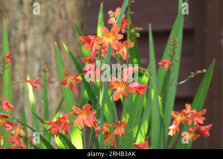 Gros plan de jolies plantes de crocosmie rouge orangé dans un lit de jardin, vue latérale Banque D'Images