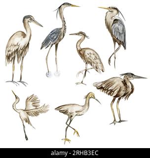 Aquarelle dessinée à la main héron oiseau. Illustration à l'aquarelle d'un animal sauvage. Parfait pour invitation de mariage, carte de voeux, affiches. Banque D'Images