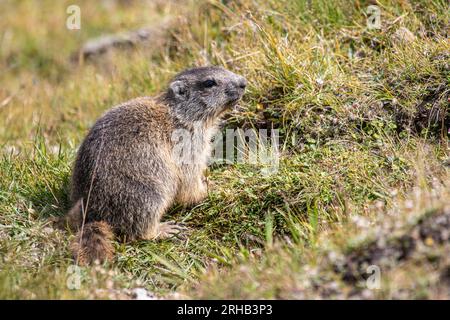 Gros plan jeune marmotte alpine - Marmota marmota - dans l'herbe à Davos dans les Alpes suisses, Suisse Banque D'Images