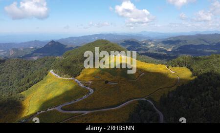 Vue aérienne au-dessus d'un champ de fleurs jaunes sur la montagne, Doi Mae Ukho attraction touristique province Mae Hong son forêt tropicale, nord de la Thaïlande Banque D'Images