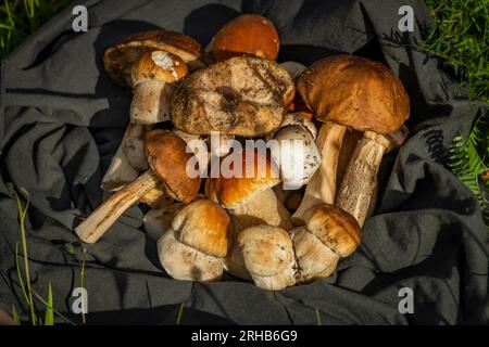 Champignons pour la nourriture de nettoyage de la nature bio à l'extérieur des montagnes chaudes fraîches d'été Banque D'Images