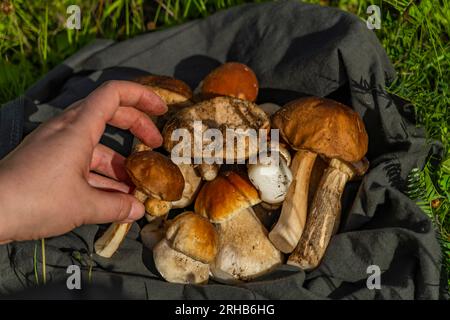 Champignons pour la nourriture de nettoyage de la nature bio à l'extérieur des montagnes chaudes fraîches d'été Banque D'Images