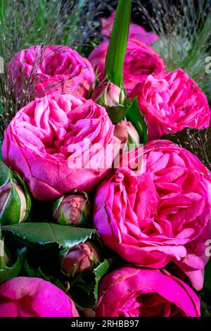 Un bouquet rose vif hugh de roses Pomponella Banque D'Images