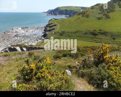 En regardant vers l'est sur le chemin de la côte sud-ouest de Bull point, près de Mortehoe, vers Lee Bay. Le chemin vallonné à travers la gorge au-dessus du shor rocheux déchiqueté Banque D'Images