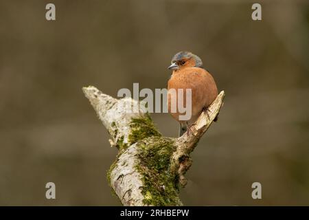 Un mouchoir mâle est capturé perché au sommet d'une branche. Il est pris sur un arrière-plan flou naturel Banque D'Images