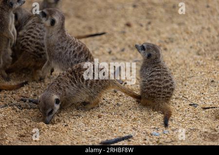 Super mignon Meerkat à la recherche d'animaux dangereux dans la nature. Étonnants surikats mignons dans la nature sont à la recherche de nourriture. Banque D'Images