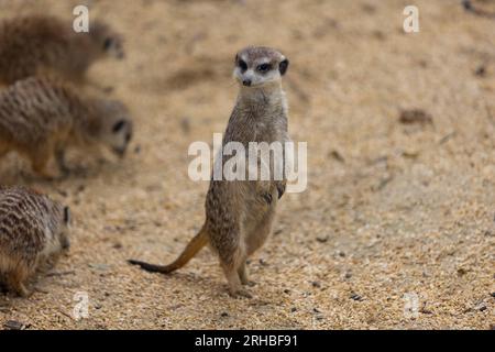 Tant de surikats mignons au même endroit. Ils courent et jouent ensemble dans le sable. Un autre surikat se tient debout et à la recherche autour de certains dangereux. Banque D'Images
