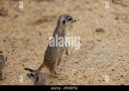 Tant de surikats mignons au même endroit. Ils courent et jouent ensemble dans le sable. Un autre surikat se tient debout et à la recherche autour de certains dangereux. Banque D'Images
