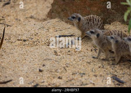 Tant de surikats mignons au même endroit. Ils courent et jouent ensemble dans le sable. Un autre surikat se tient debout et à la recherche autour de certains dangereux. Banque D'Images