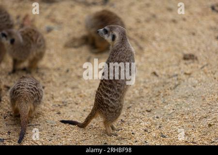 Tant de surikats mignons au même endroit. Ils courent et jouent ensemble dans le sable. Un autre surikat se tient debout et à la recherche autour de certains dangereux. Banque D'Images