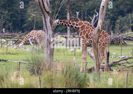 Incroyable girafe géante est de prendre un repas dans l'arbre. Merveilleuse girafe est de marcher à travers la nature. Banque D'Images