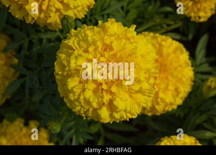 Vue de dessus de belles fleurs jaunes de Tagetes erecta L. ou Marigold dans le jardin. Tête de bourgeon des Marigolds jaunes ondulés. Banque D'Images