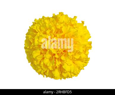 Fleur de Marigold jaune, Tagetes erecta, souci mexicain, souci aztèque, souci africain isolé sur fond blanc. Fleurs indiennes pour traditiona Banque D'Images