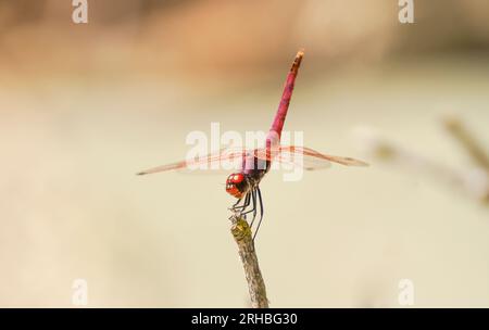 Vaste commune, écarlate scarlet-vert, rouge vert, Crocothemis erythraea, libellule, Andalousie, espagne. Banque D'Images