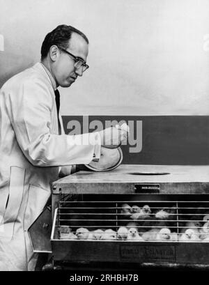 Pittsburgh (Pennsylvanie), le 1 septembre 1959 Jonas Salk examine certains des poussins utilisés dans des expériences au Laboratoire de recherche sur les virus. Banque D'Images