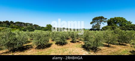 oliveraie dans la région des Alpilles à St Rémy de Provence. Buches du Rhône, Provence, France. Banque D'Images