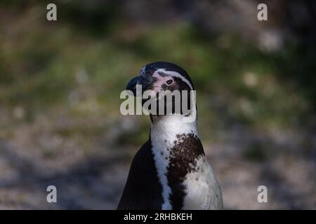 Un grand gros plan d'un pingouin Humboldt, également connu sous le nom de Spheniscus humboldti. Le pingouin observe son environnement et se soigne lui-même. Banque D'Images