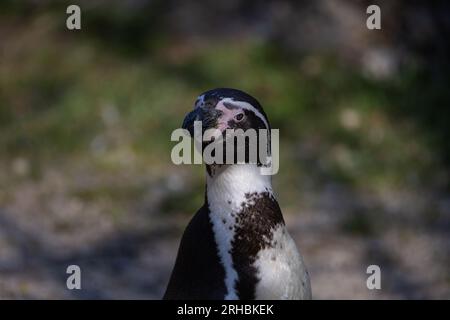 Un grand gros plan d'un pingouin Humboldt, également connu sous le nom de Spheniscus humboldti. Le pingouin observe son environnement et se soigne lui-même. Banque D'Images