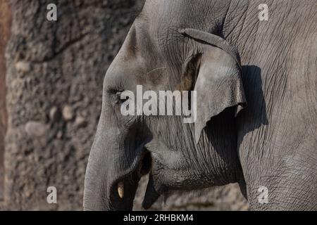 Un grand éléphant d'Asie, également connu sous le nom d'Elephas Maximus, se promène tranquillement autour de son territoire. Un grand jeu de lumière et d'ombre. Superbe vue. Banque D'Images