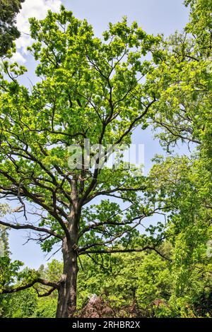 Vieux chênes dans le jardin botanique à Kamianets-Podilskyi, Ukraine. Banque D'Images