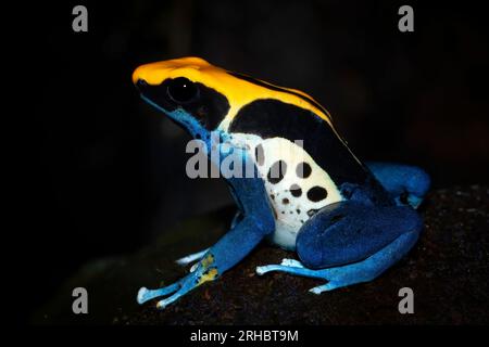 Gros plan d'une grenouille à fléchettes teinteuse (Dendrobates tinctorius), Indonésie Banque D'Images