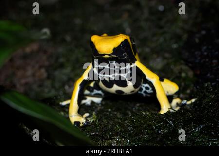 Gros plan d'une grenouille à fléchettes teinteuse (Dendrobates tinctorius), Indonésie Banque D'Images